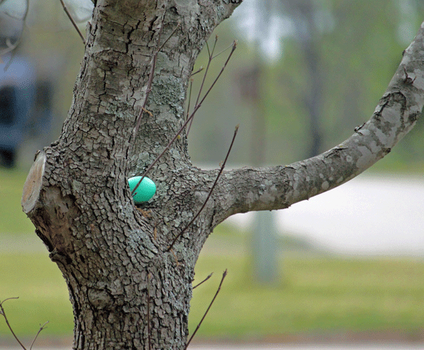 Egg-In-Tree
