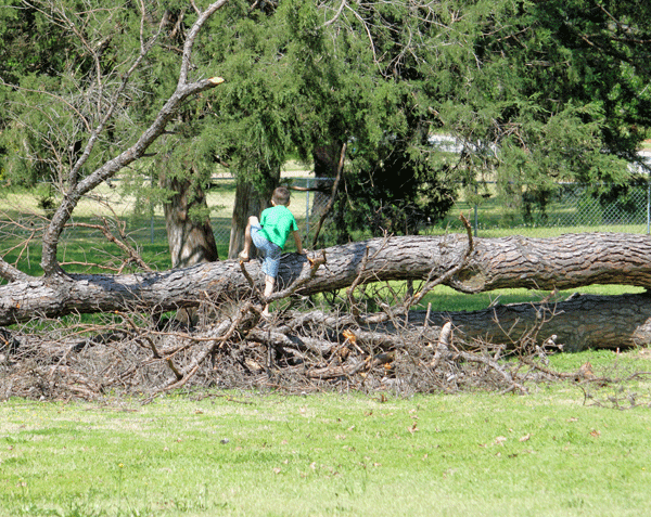 Ash-climbing-Tree