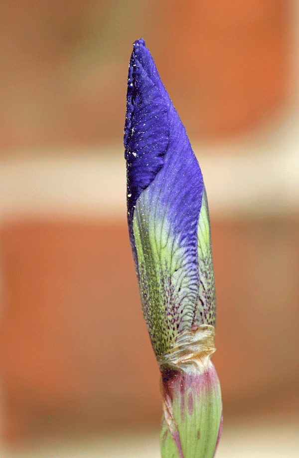 Purple-Iris-Bud